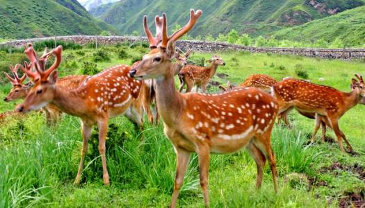 Is there any prospect for sika deer farming to make money? where is the market? How much is the sika deer?