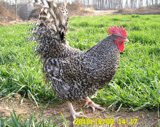 Analysis on the breeding benefit Prospect of Luhua Chicken Seedling