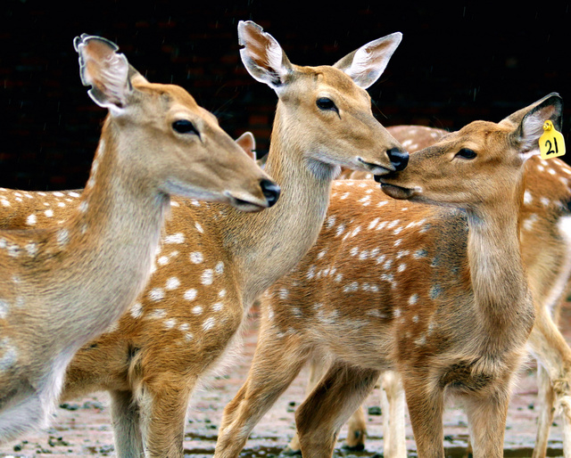 Can sika deer be killed? what are the conditions for sika deer breeding?