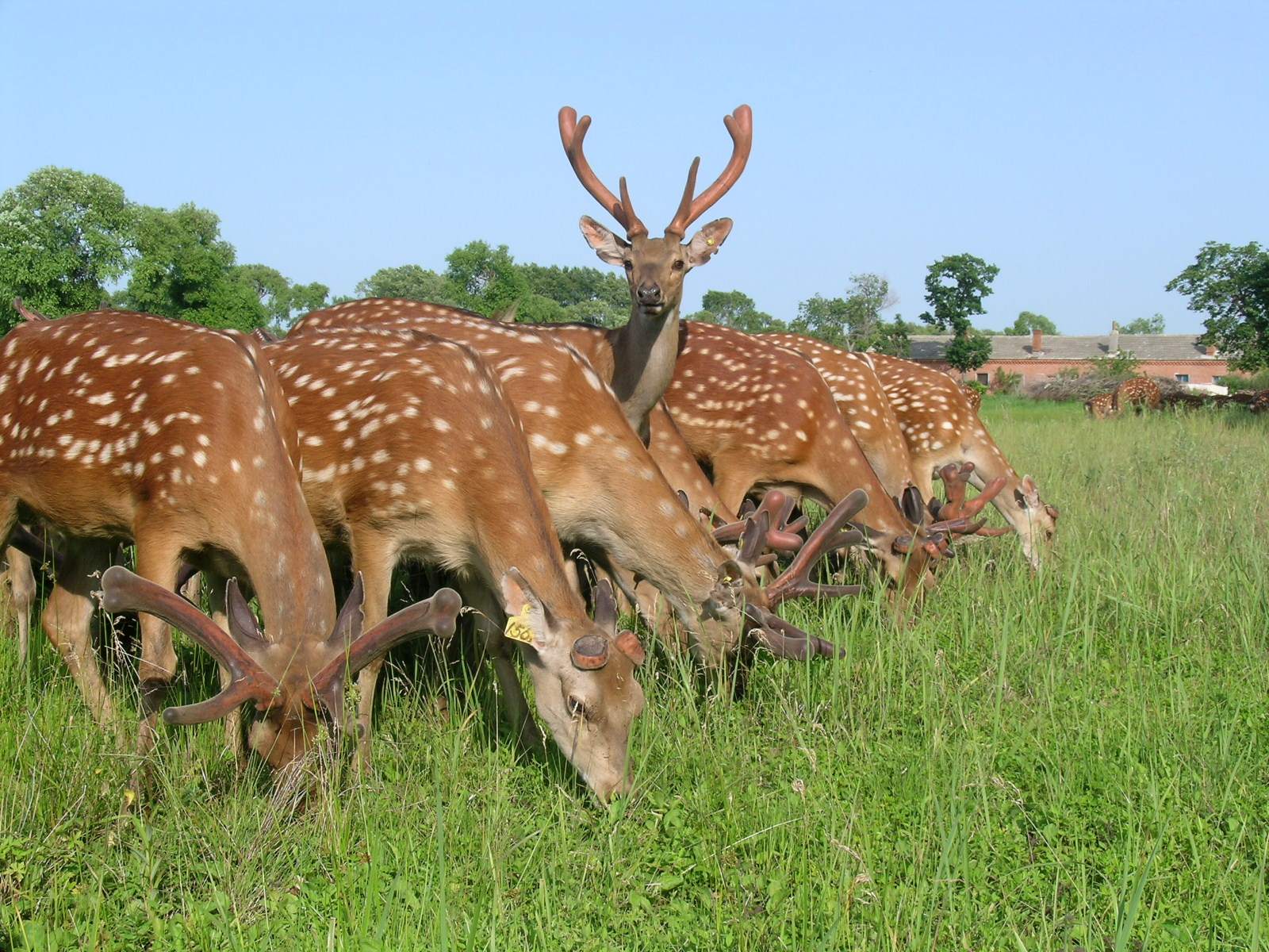 Sika deer breeding technology Daquan video course sika deer breeding cost profit and risk prospect market