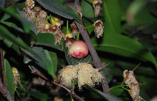 How to promote flower bud differentiation of lotus flower