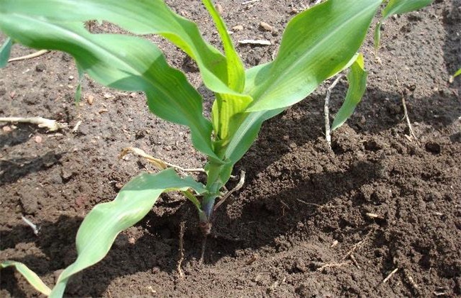 Symptoms and Rescue methods of Maize Fertilizer injury