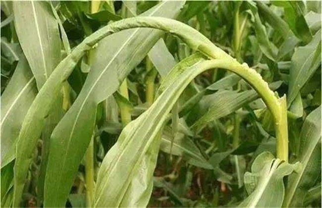 What about the curling of corn heart leaves?