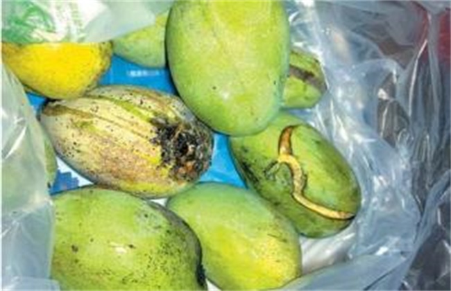 Causes of cracking of mango and its control measures