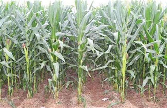 Causes and control measures of maize tassel failure