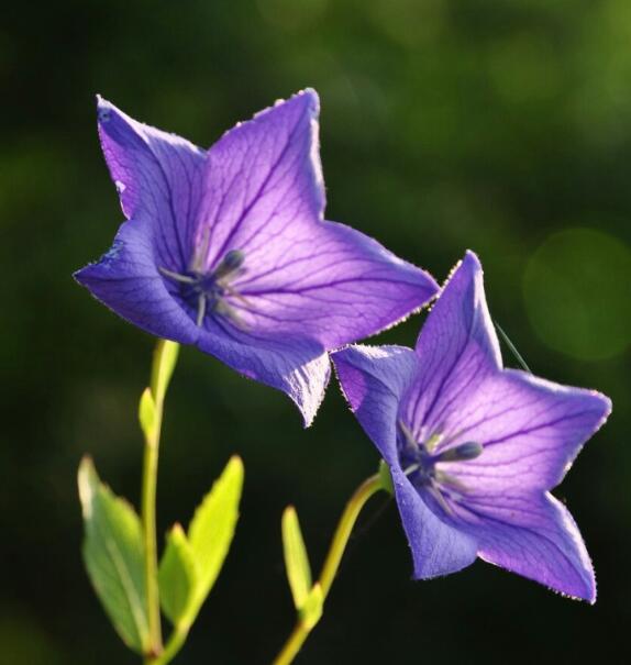 Platycodon grandiflorum, how to raise Platycodon grandiflorum