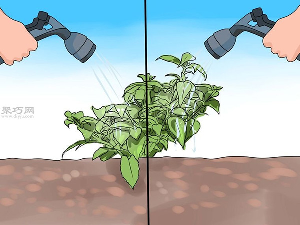 How to take care of the inverted Golden Bell to see the course of planting the inverted Golden Bell