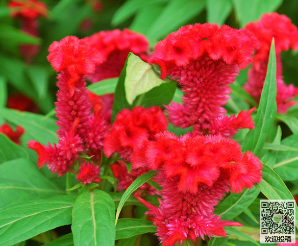 Flowering time and maintenance methods of Celosia cristata