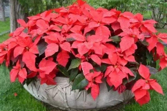 How to cultivate poinsettia and matters needing attention? How to manage the water and fertilizer of poinsettia planting