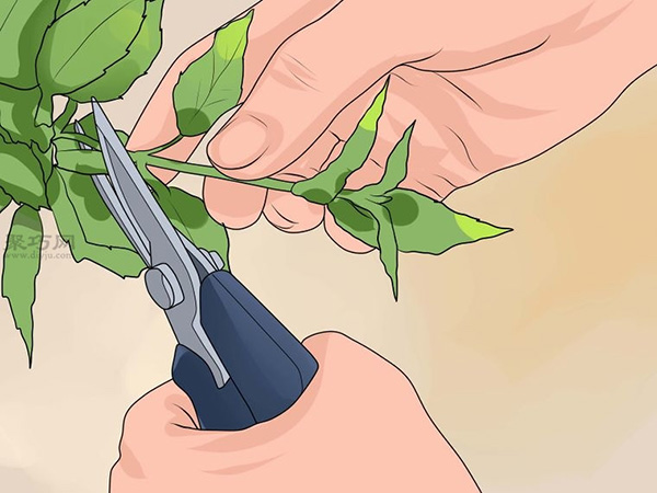 How to plant an inverted golden bell and teach you how to plant an inverted golden bell.