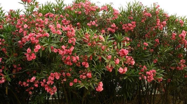 How does the company maintain oleander