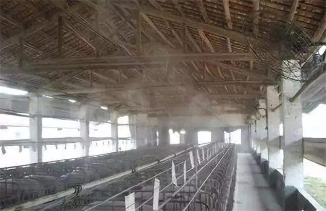 Heat prevention and cooling measures of pig farms in summer