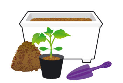 Matters needing attention in the initial stage of potted Cucumber Seedling planting method of Cucumber Seedling