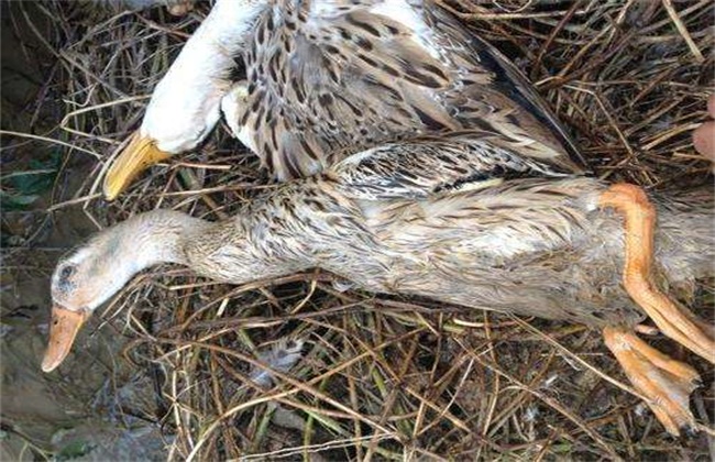 Causes and Control measures of soft leg Disease in laying Duck