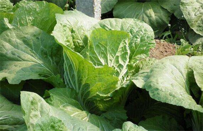 Causes and Solutions of non-inclusion of Chinese Cabbage in Summer