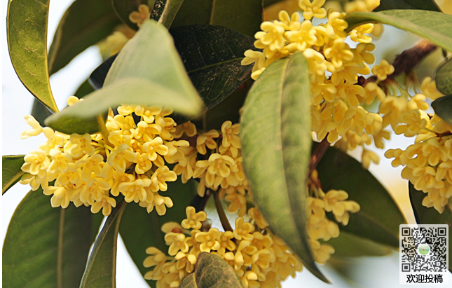 How to maintain Osmanthus fragrans alternately in winter and spring