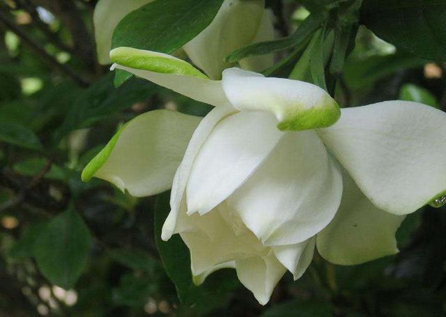 How to raise gardenia in bloom