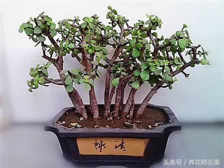 How to maintain the bonsai of Cryptomeria fortunei