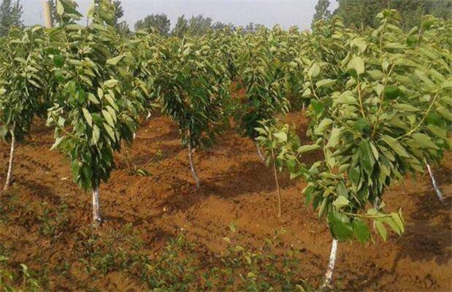 Fertilization techniques of Cherry