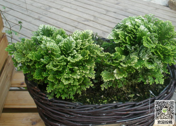 The concrete method of making Selaginella bonsai