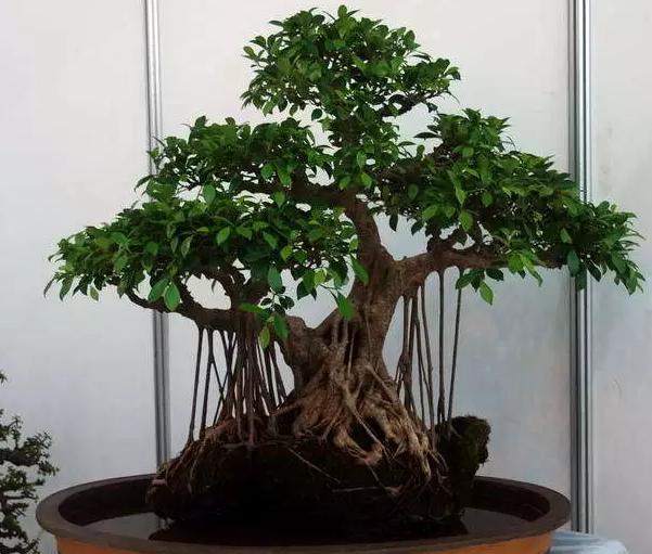 How to trim banyan bonsai