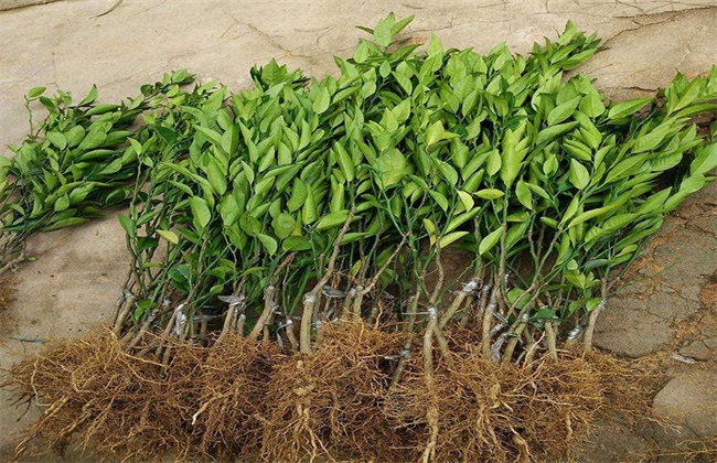 Breeding methods of grafted Citrus seedlings