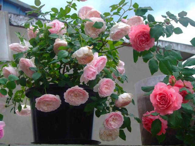 How to raise rose on the balcony