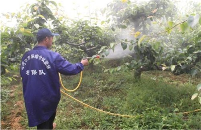 Matters needing attention of spraying fruit trees in summer