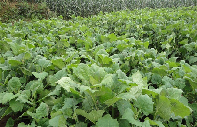 Fertilization techniques of Saussurea involucrata