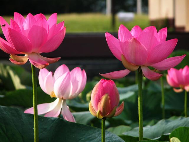 How to raise bonsai lotus flowers