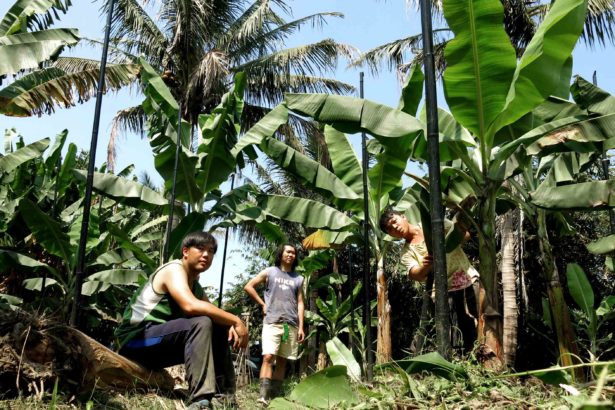 Taiwan plantain / if you want to be born locally, can your youth be defined by your hometown?