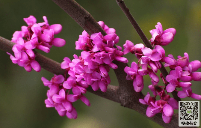 How to maintain the purple in winter