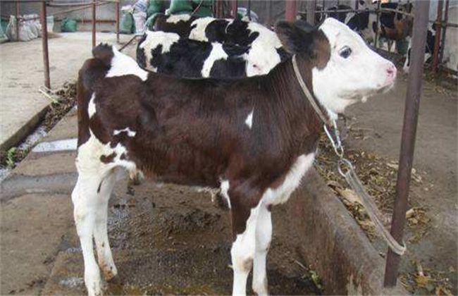 How to improve the reproduction rate of dairy cows