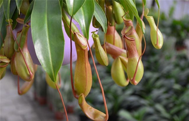 How does Nepenthes grow?