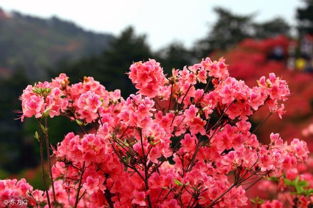 How to cultivate wild Yingshan safflower