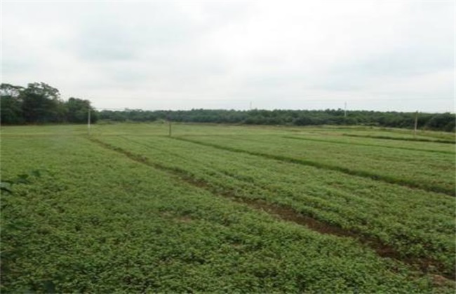 Fertilization technology of buckwheat