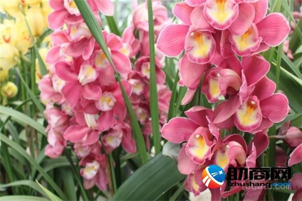 How to cultivate Cymbidium