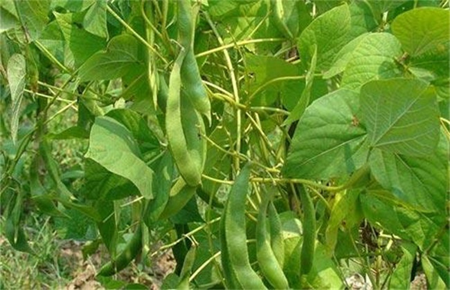 Planting time and method of lentil