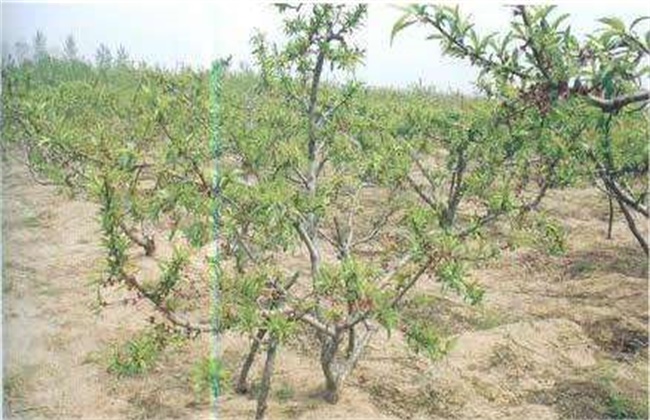 Causes and control measures of premature senescence of peach trees