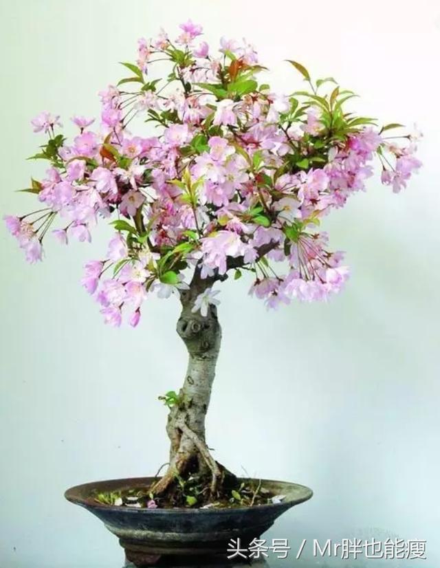 How to plant crabapple flowers and matters needing attention