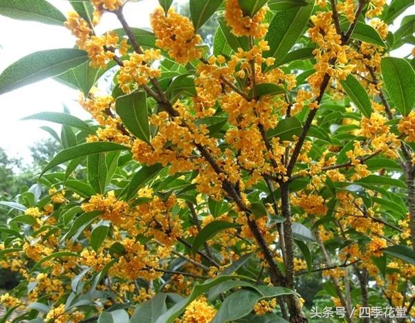 How to raise sweet-scented osmanthus in the four seasons