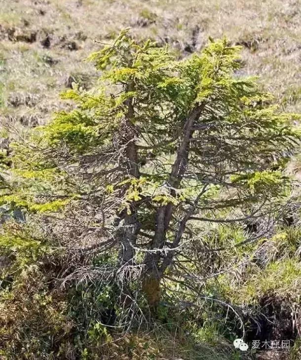 How to shape the bonsai of Cryptomeria fortunei