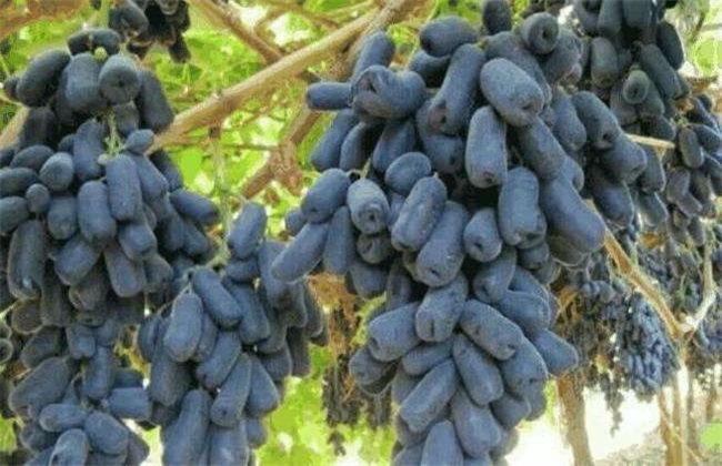 Advantages and disadvantages of sapphire grape