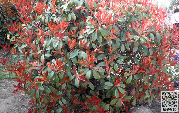 Maintenance methods of Photinia chinensis in winter