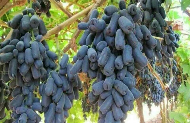 Growing environment of sapphire grape