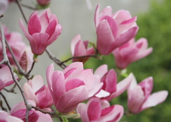 Culture method of Magnolia