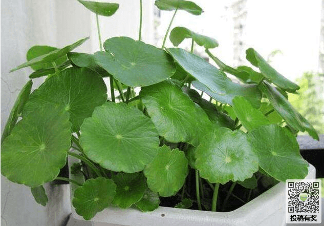 How to maintain the hydroponic Rabdosia angustifolia in winter