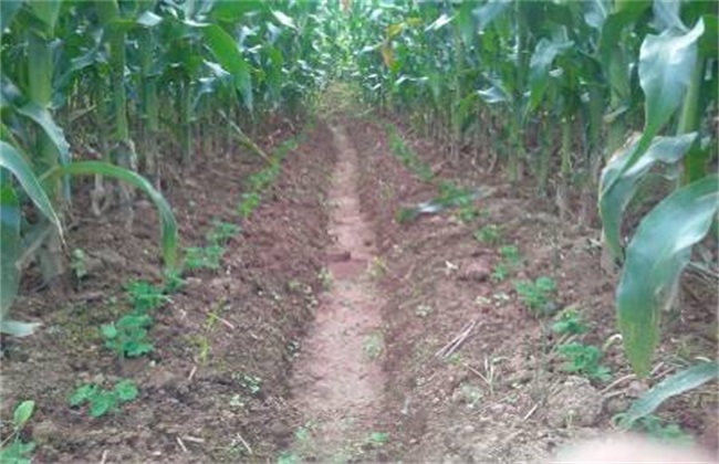 Interplanting technology of pea