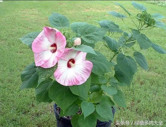 How to cut hibiscus at home