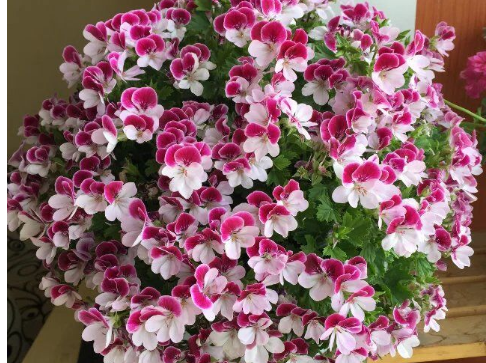 How to maintain the geraniums in winter